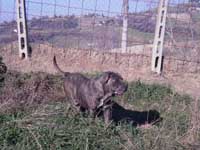 cane corso grigio